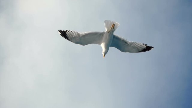 Seagulls flying against the blue sky. Flock of birds floating on air currents of wind. Big seagull soaring over the Mediterranean sea. Greece. Slow motion. HD