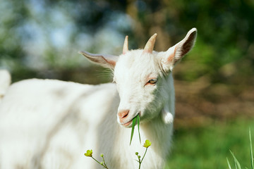 goat on a meadow