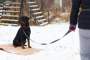 the Rottweiler obediently performs in winter training