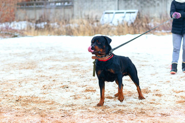 the Rottweiler obediently performs in winter training