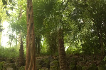 tropical forest