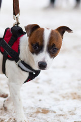 Jack Russell obediently performs winter training