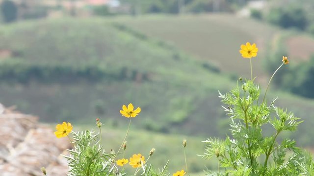 Yellow flower or Wedelia trilobata (L.) Hitchc That sway in the wind in garden Background mountains.