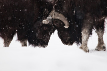 Battle (butting) males close-up. musk oxen under snowfall in winter, northern beast of the glaciation era. - obrazy, fototapety, plakaty