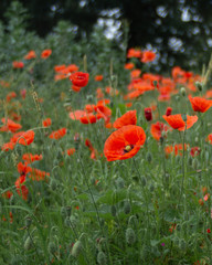 Obraz premium OLYMPUS DIGITAL CAMERA