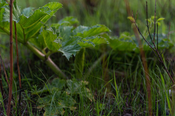 wild field plants grow on the field covered with sunlight in the summer evening