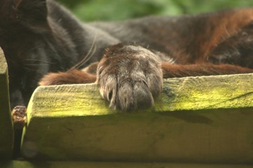 paw on wood