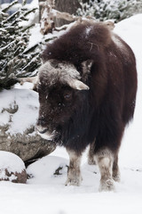 full face against a background of stones and wood. musk oxen under snowfall in winter, northern beast of the glaciation era.