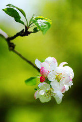 pink flowers of apple tree
