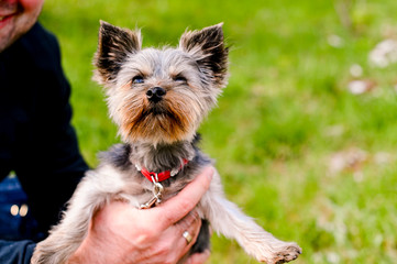 Yorkshire terrier walks in the park. Little dog with a red leash in male hands. Decorative breed of dogs. Beautiful Pets and man.