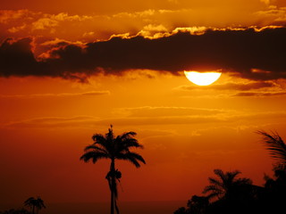 Fototapeta na wymiar Orange sunset behind palm tree 