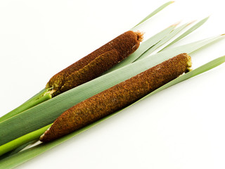 Bulrush cattail on white