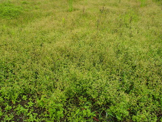 ハキダメギクの茂る雨上がりの夏の野原風景