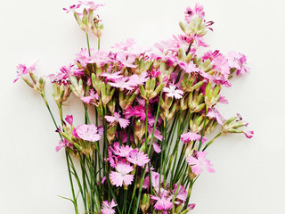 Pink wild carnation