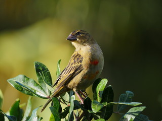 Yellow bird perching in nature