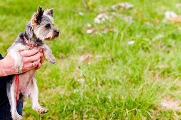 Yorkshire terrier walks in the park. Little dog with a red leash in male hands. Decorative breed of dogs. Beautiful Pets and man.