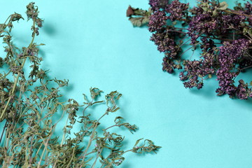 A bunch of dried grass. Thyme garden. Against the background of mint color.