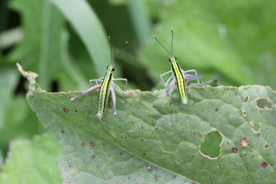 Two Grasshoppers On A Leaf