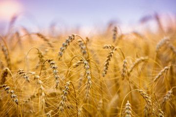 Golden wheat field at sunset. Beautiful nature