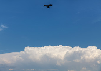 White cumulus clouds