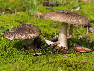 ヘビキノコモドキのアップ