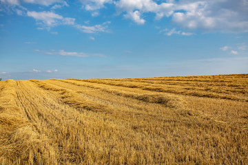 wheat harvest field blue sky clouds