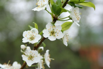 blooming cherry tree in spring