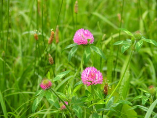 赤詰め草とヘラオオバコ