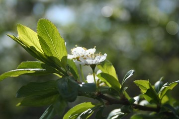 flower in the garden