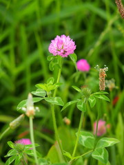赤詰め草とヘラオオバコ