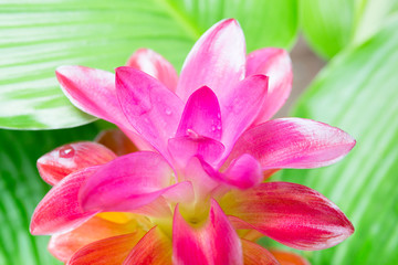Close up Krachiew flower with green leaf blooming in the forest.