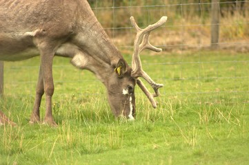 reindeer in field 