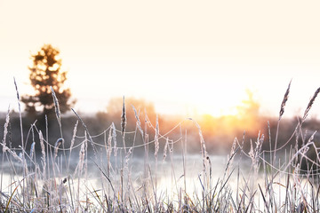 The first frosts in the autumn days. Grass and flowers in hoarfrost on the river bank in the fog in...
