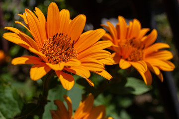 Yellow flowers of rough oxeye, smooth oxeye