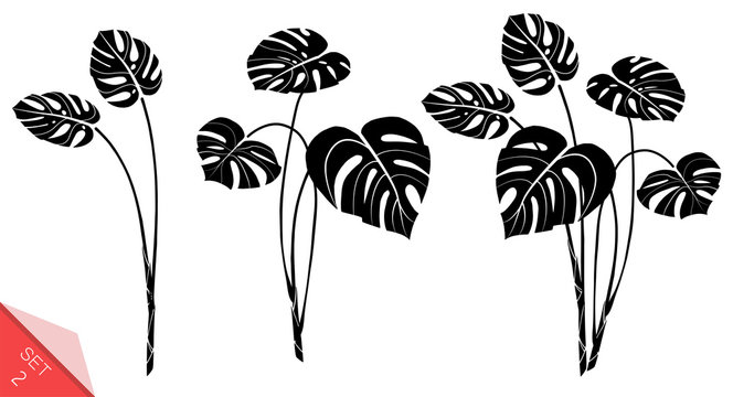Set of vector monstera leaves isolated on white background. Exotic tropical plants. Design element for card,print, wallpaper,plant shop, travel agency. Contour and silhouette. Black and white.