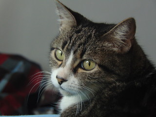 Morgana, a friendly cat. Taken with a DSC-H300.