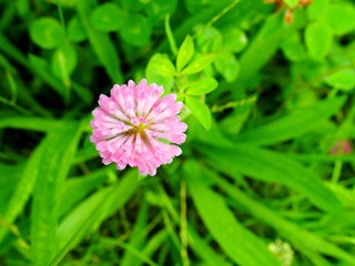 Fototapeta premium 野原に咲く一輪の赤詰め草