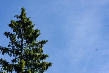Common Christmas tree with branches studded with young yellow cones and brown last year against blue cloudless sky. Ecology. Beauty of Russian nature in Moscow region. There is place for text.