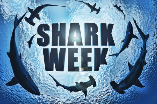 School of sharks , great white and hammerhead's circling the text Shark week with a shark bite taken out of the k. 3d rendering 