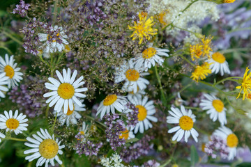 Summer wildflowers background with soft shadows