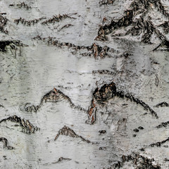 Seamless texture of birch bark, square shape.