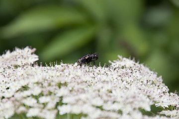 Insekten auf einem Bärenklau