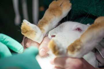 A veterinarian castrates rabbits on the farm with a surgical instrument.