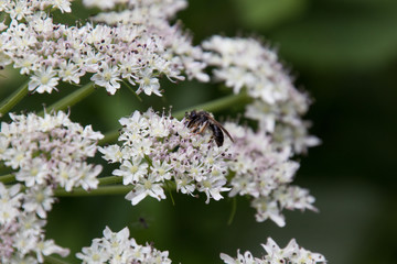Insekten auf einem Bärenklau