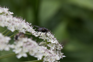 Insekten auf einem Bärenklau