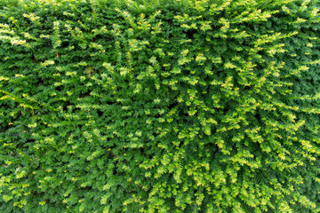 Green leaves wall texture for backdrop