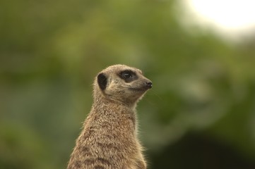 meerkat on guard