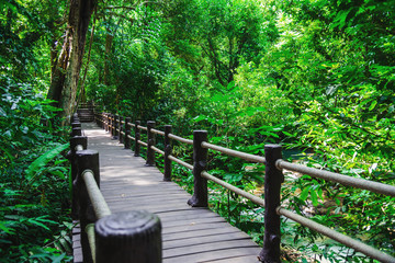  Nature trail in the rain forest. The nature of the green forest in the big forest. Hiking tour.