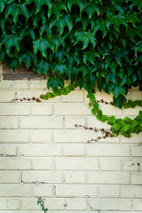 Ivy growing on a white brick wall