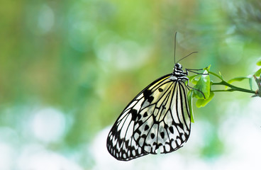 Paper Kite butterfly perching on twig